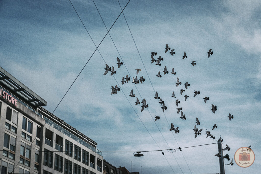 Birds birds birds