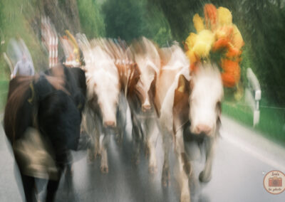 Flou artistique de vaches décorées en Suisse
