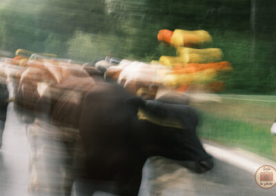Flou artistique de vaches noires et brunes en Suisse