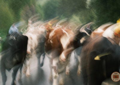 Flou artistique de vaches qui montent à l'alpage en Suisse