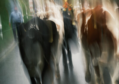 Flou artistique de vaches en cortège en Suisse