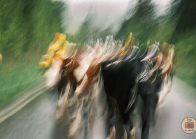 Flou artistique de vaches en Suisse