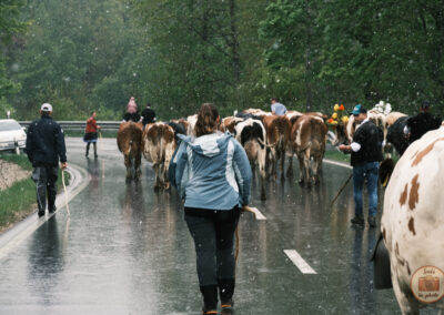 Cortège de vache sous la neige en suisse