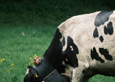 Vache qui broute l'herbe du pâturage en Suisse