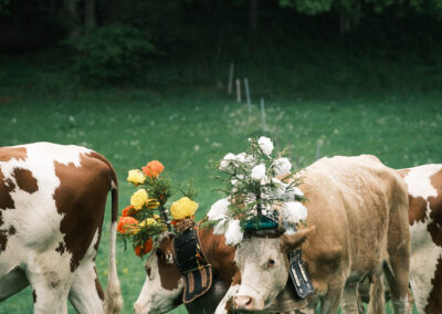 Vaches décorées dans un champ suisse