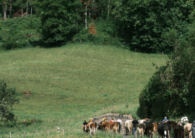 Vaches en cortège suisse